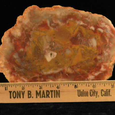 Coprolite