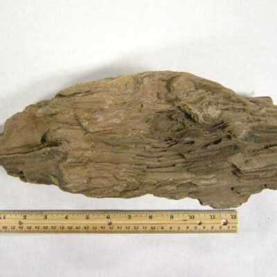 Petrified Wood