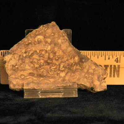 Stromatolite