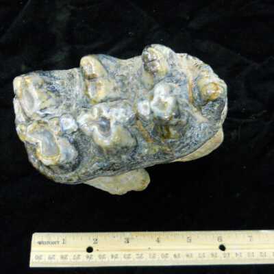 Mastodon Tooth