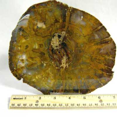 Petrified Wood