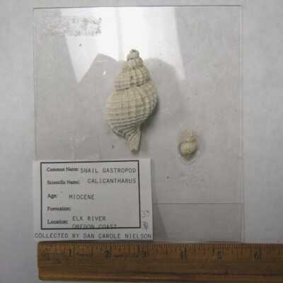 Calicantharus