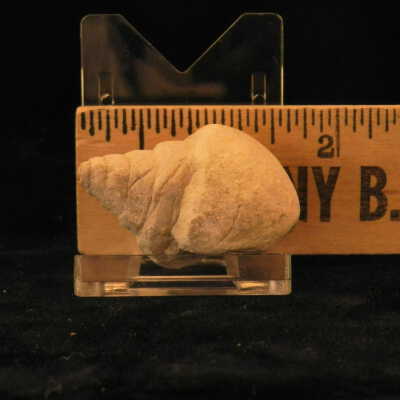 Snail