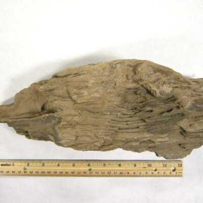 Petrified Wood