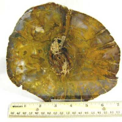 Petrifed Wood
