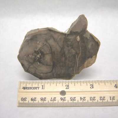 Walnut