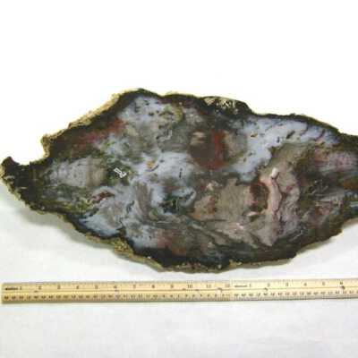 Petrified Wood