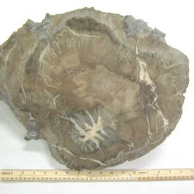 Petrified Wood
