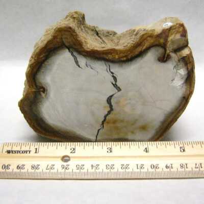 Petrified Wood