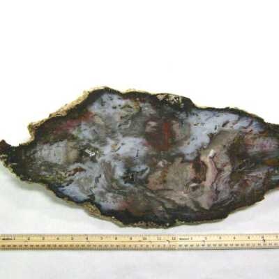 Petrified Wood