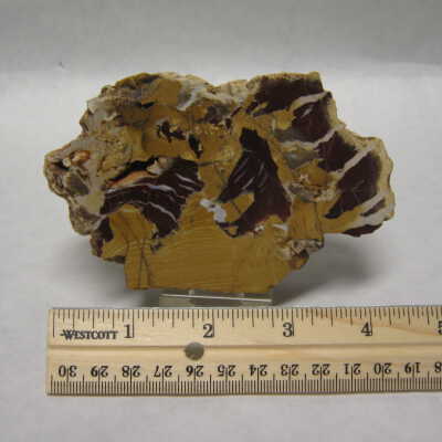 Limb Cast
