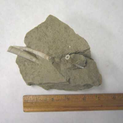 Dentalium (Scaphopod)