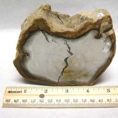Petrified Wood