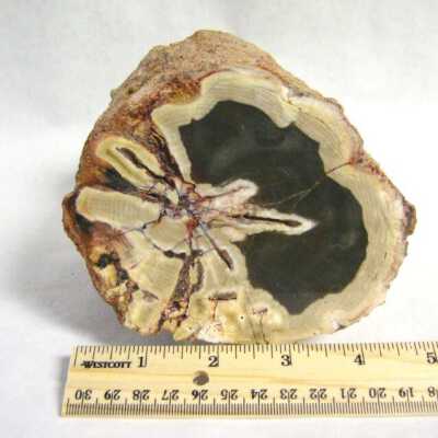 Limb Cast