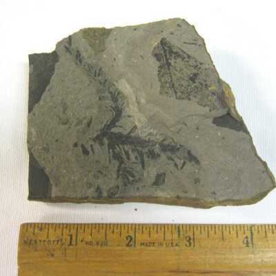 Sequoia (Leaf)