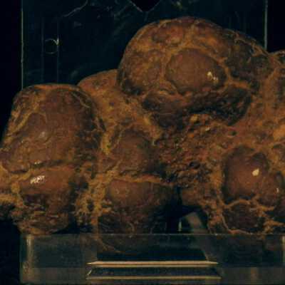 Coprolite