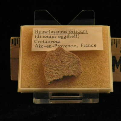 Hypselosaurus (egg fragment)