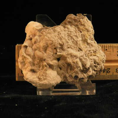 Crinoid (stem)
