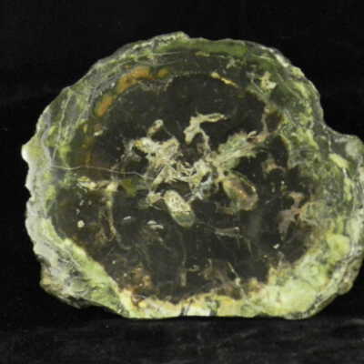 Petrified Wood