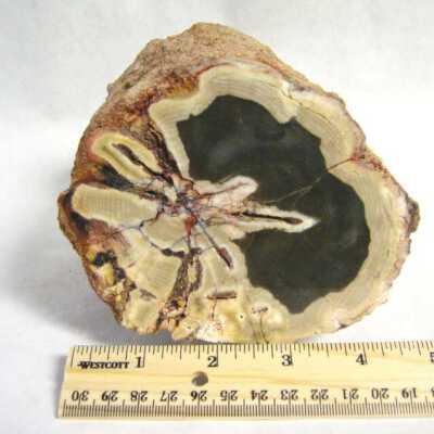 Limb Cast