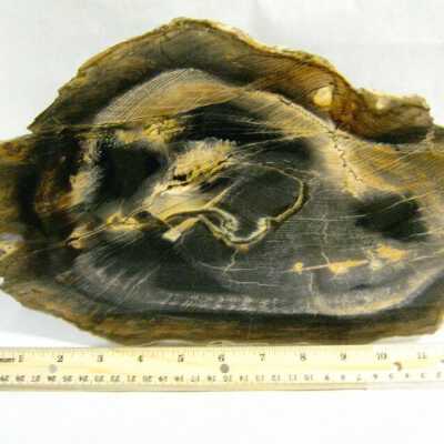 Petrified Wood