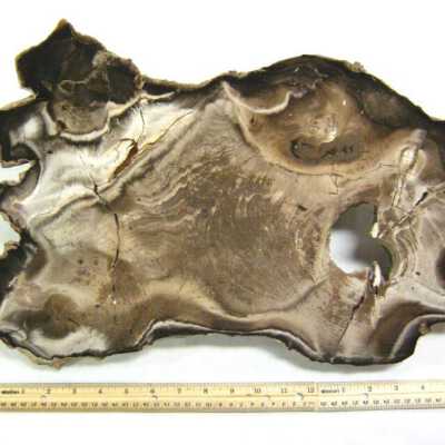 Petrified Wood