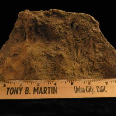 Marine Fossils
