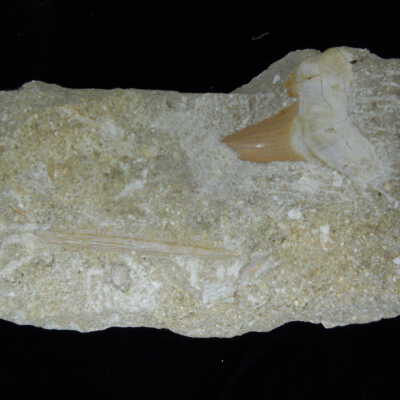 Mackerel Shark (tooth)