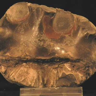 Baculites (Ammonite)
