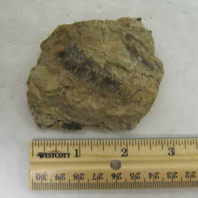 Fossil Fern Leaf