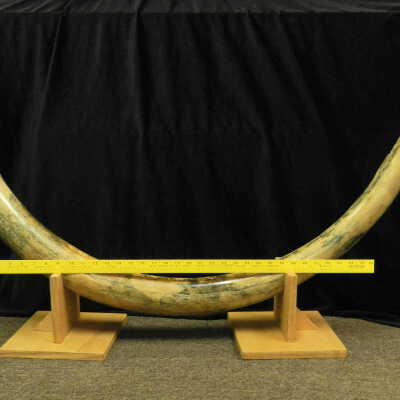 Mastodon (tusk)