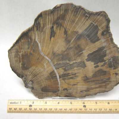 Limb Cast