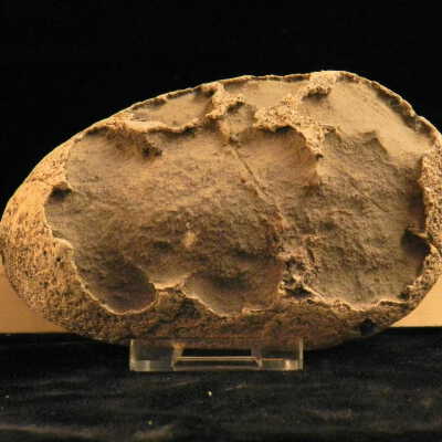 Dinosaur (egg)
