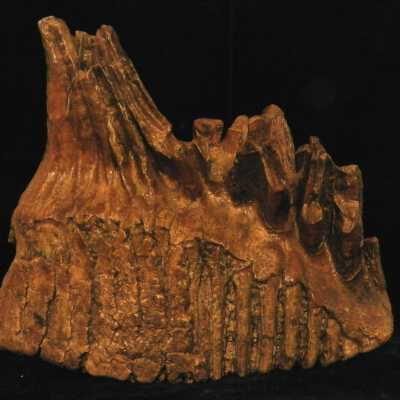 Mammoth (tooth)