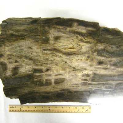 Petrified Wood