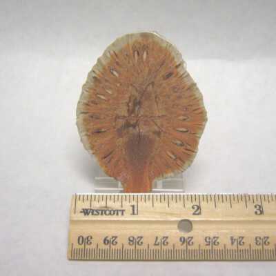 Aracaria Seed Cone