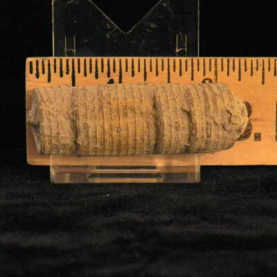 Crinoid (stem)