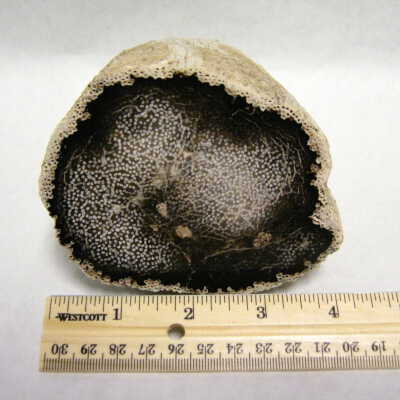 Palm