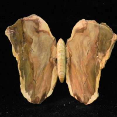 Petrified Wood Butterfly