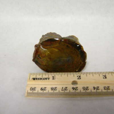 Petrified Wood