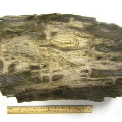Petrified Wood