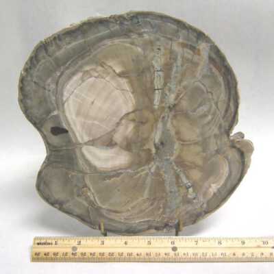 Limb Cast