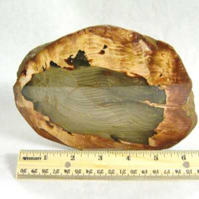 Petrified Wood