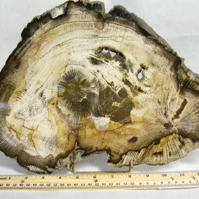 Petrified Wood