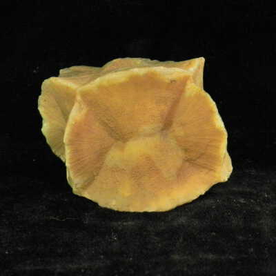 Thunderegg Core