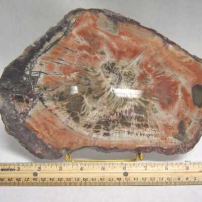 Limb Cast