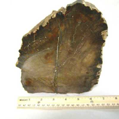 Petrified Wood