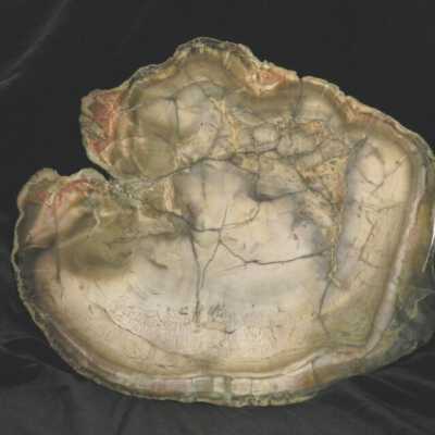 Petrified Wood