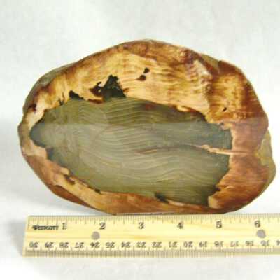 Petrified Wood