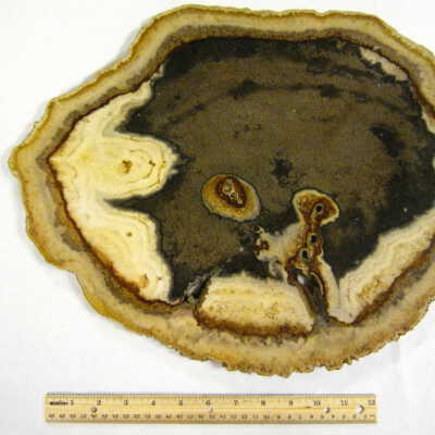 Petrified Wood